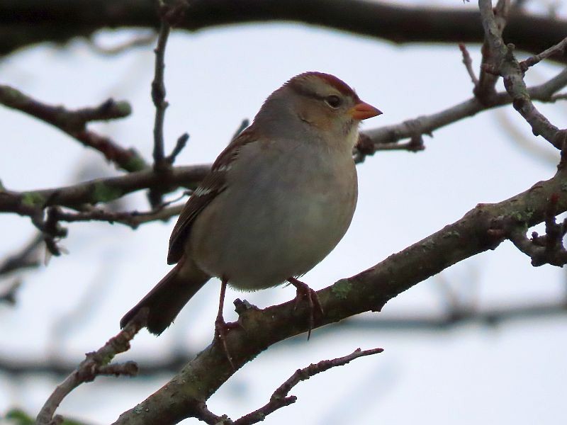 Bruant à couronne blanche - ML382258241