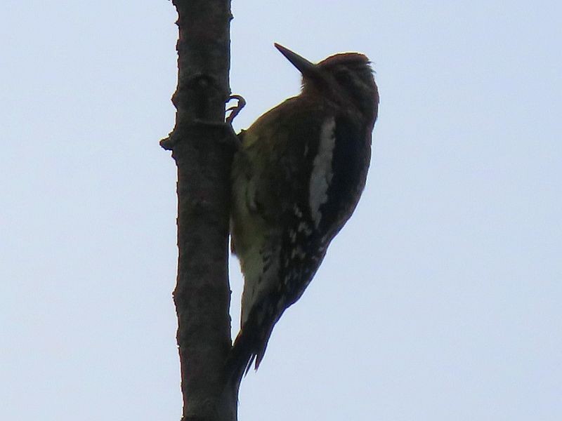 Yellow-bellied Sapsucker - ML382258361