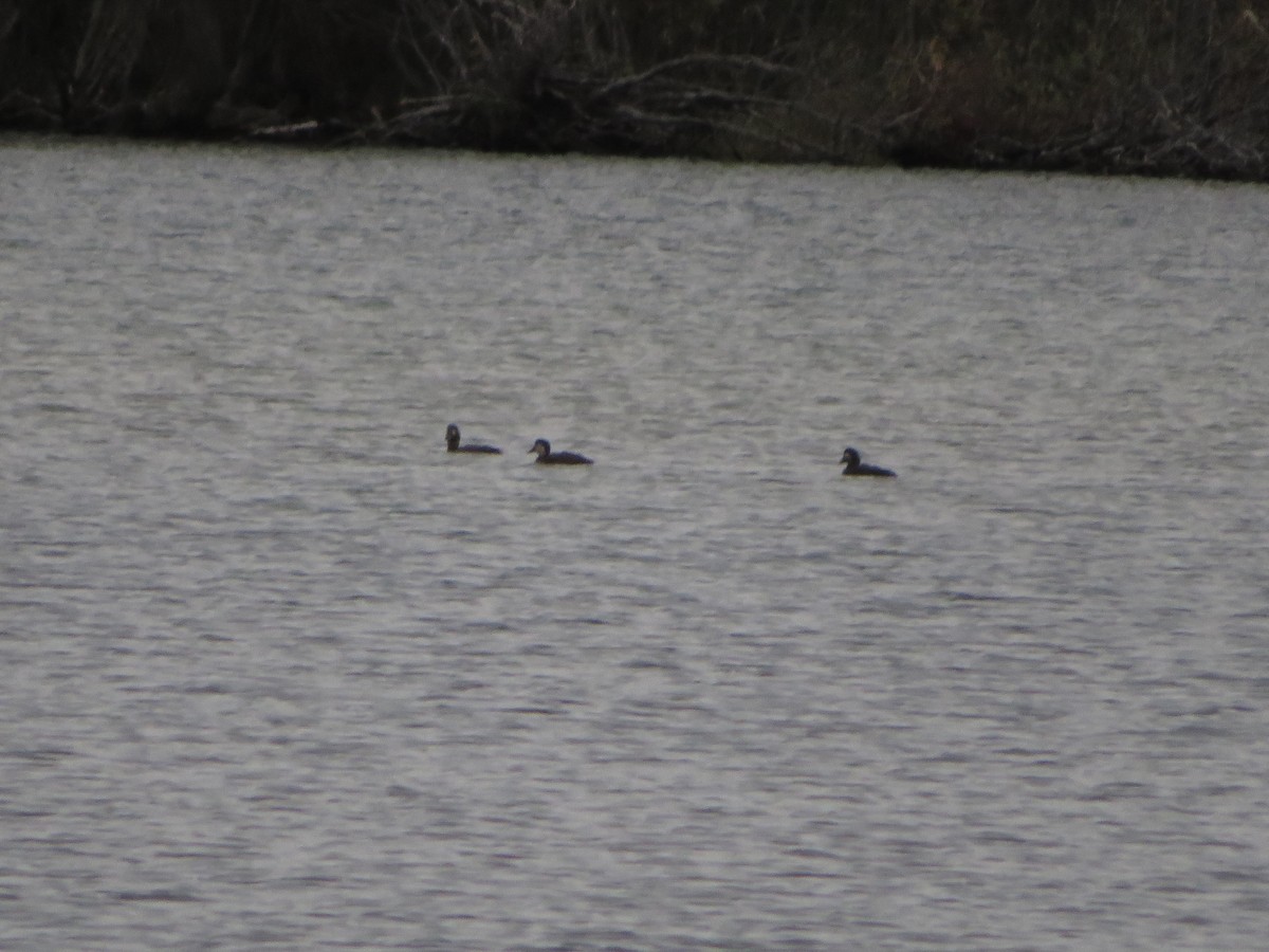 Black Scoter - Tony Lammers