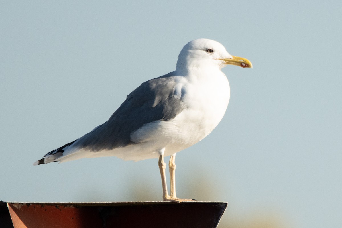 Yellow-legged Gull - Letty Roedolf Groenenboom