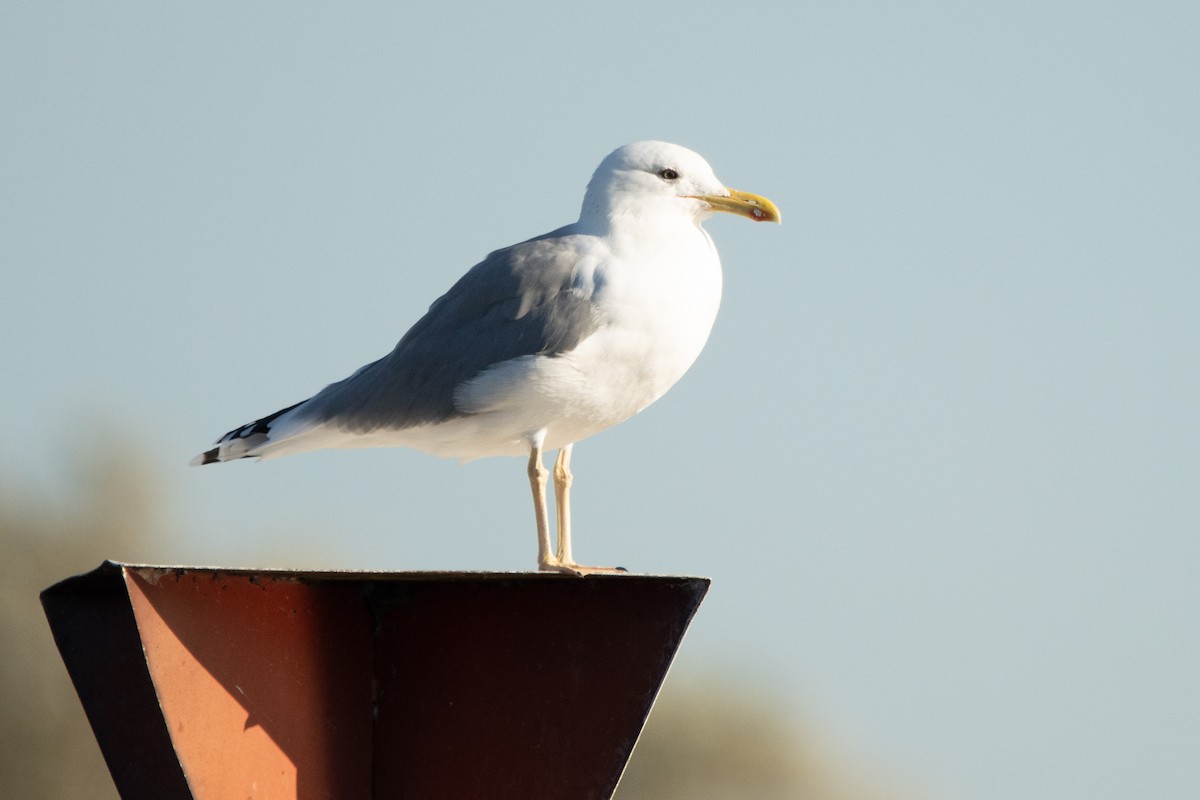 Yellow-legged Gull - ML382258541