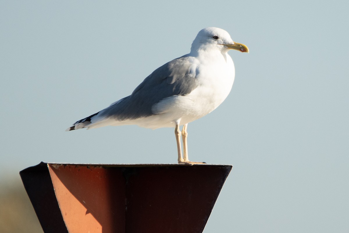 Gaviota Patiamarilla - ML382258561