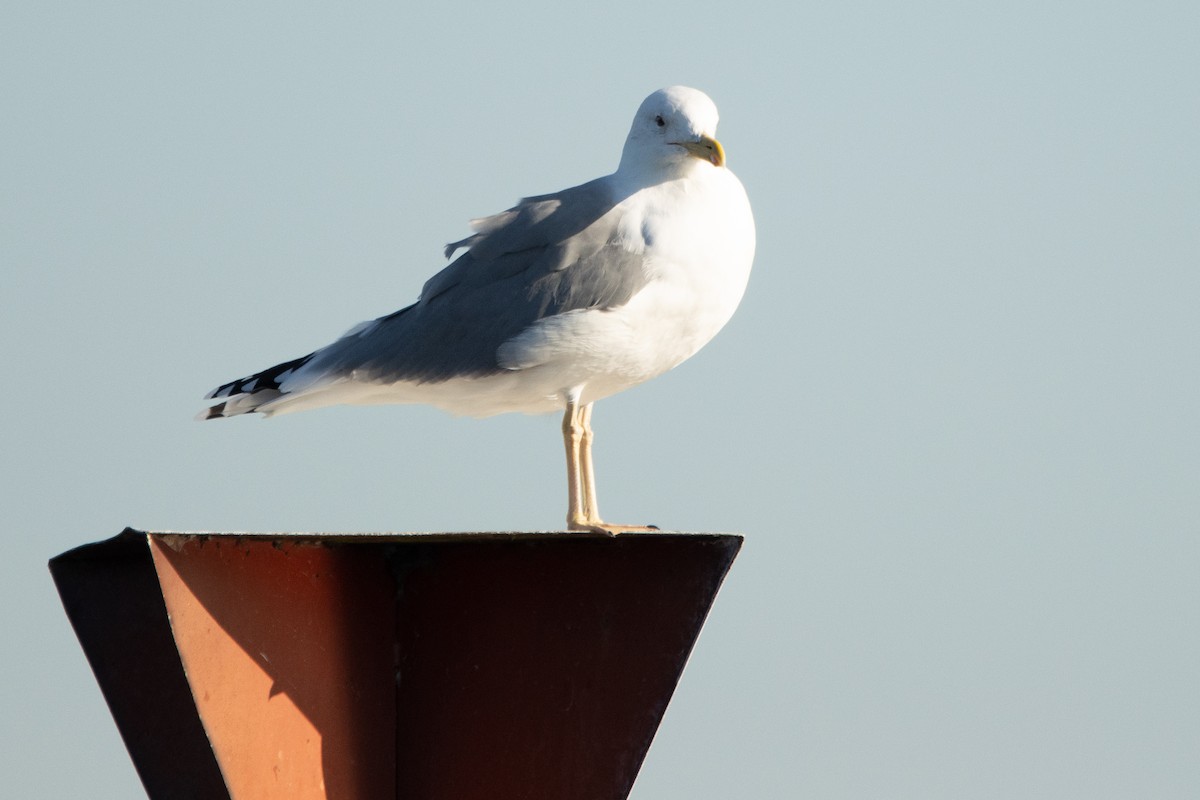 Yellow-legged Gull - ML382258591