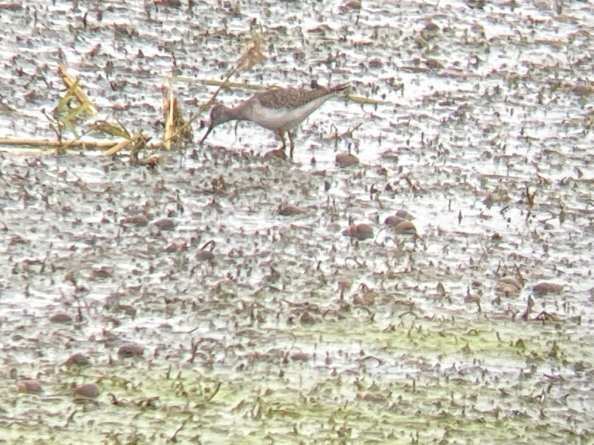 Lesser Yellowlegs - ML382258651