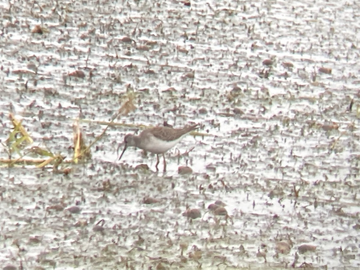 Lesser Yellowlegs - ML382258661