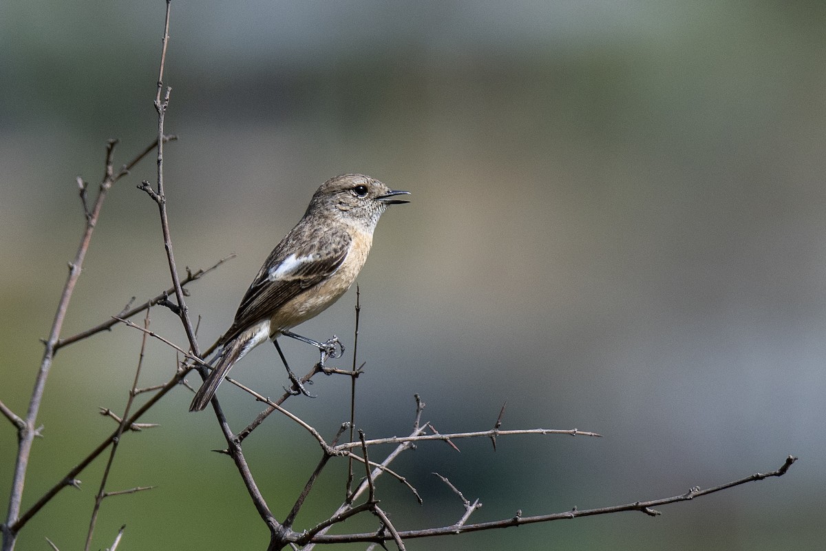 Siberian Stonechat - ML382258811