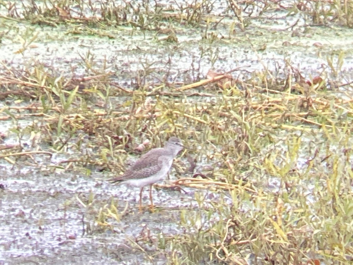 Lesser Yellowlegs - ML382258861