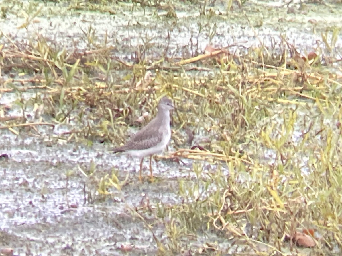 Lesser Yellowlegs - ML382258901