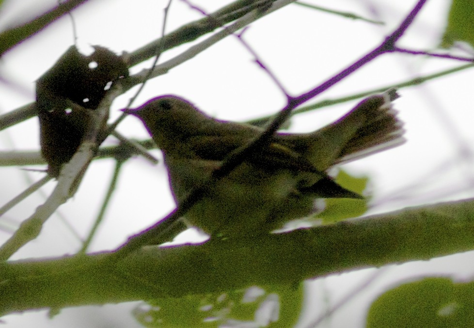 Taiga Flycatcher - ML38225941