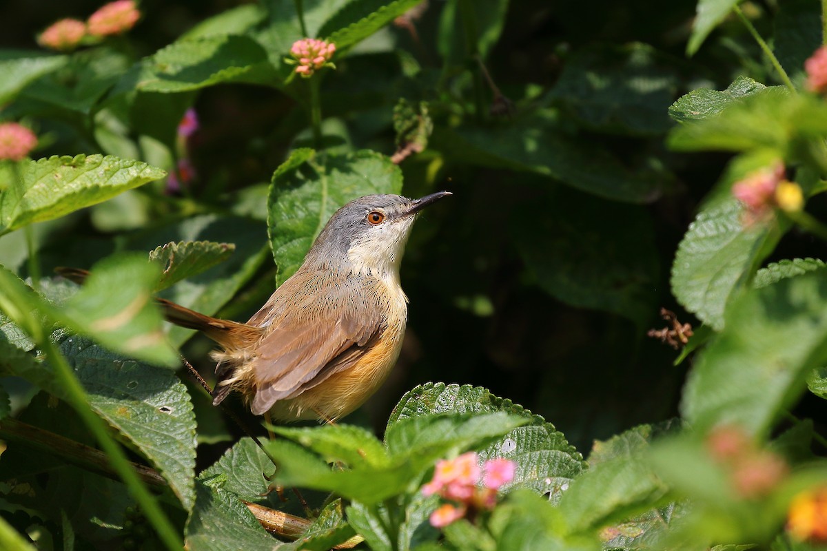 Ashy Prinia - Tushar Tripathi