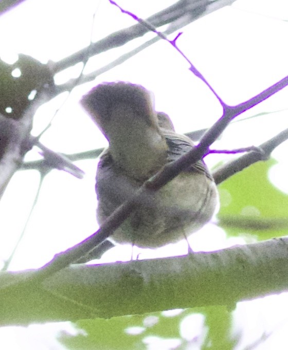 Taiga Flycatcher - ML38225981