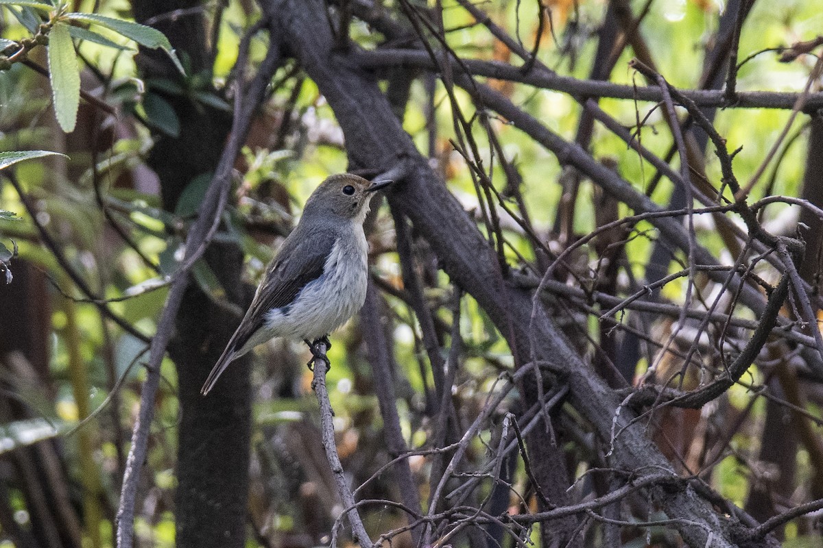 Ultramarine Flycatcher - ML382260831