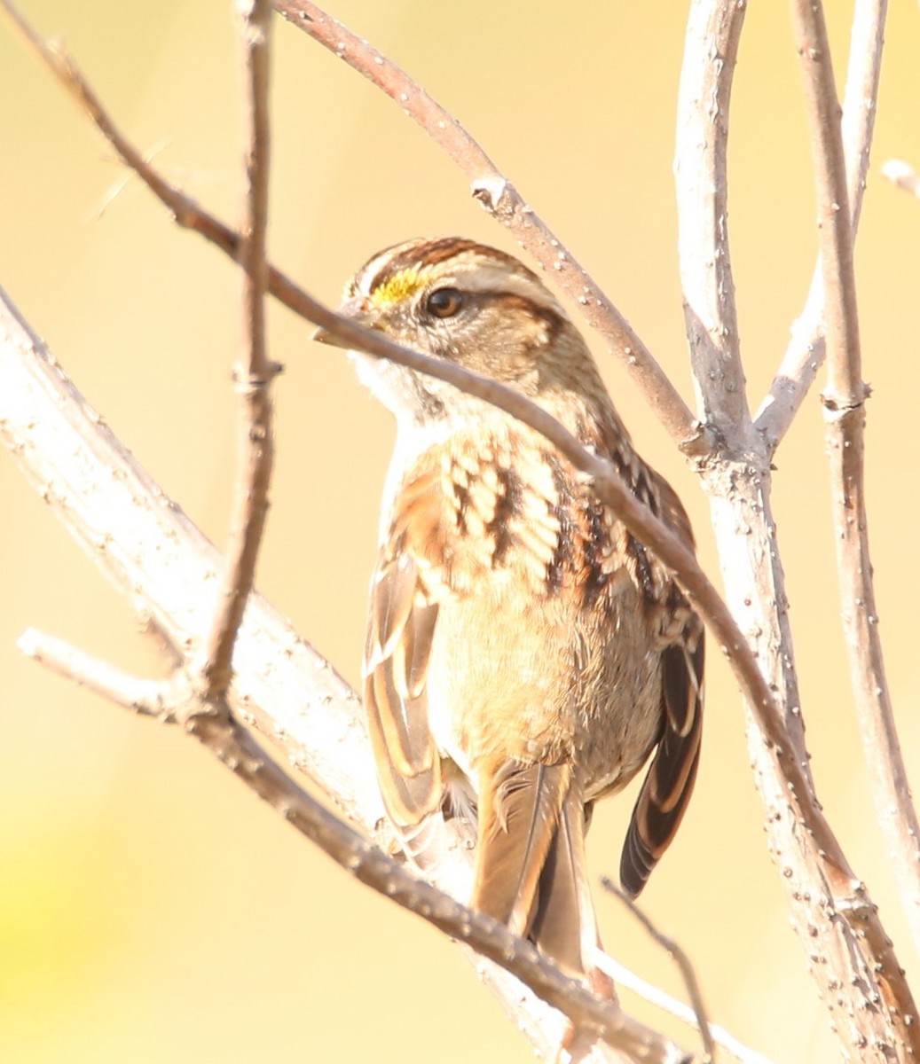 White-throated Sparrow - ML382262721