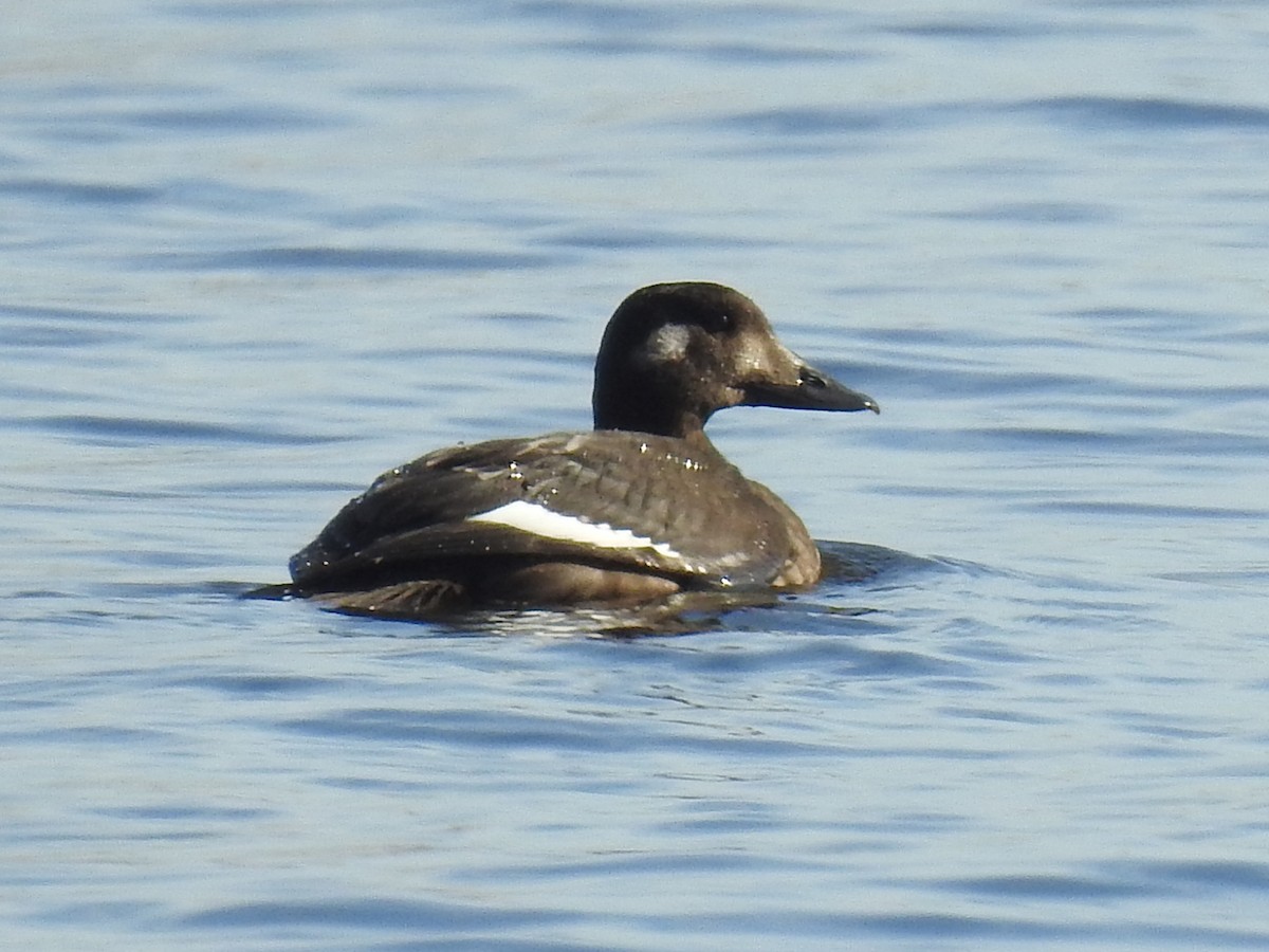 White-winged Scoter - Jean-Serge Vincent