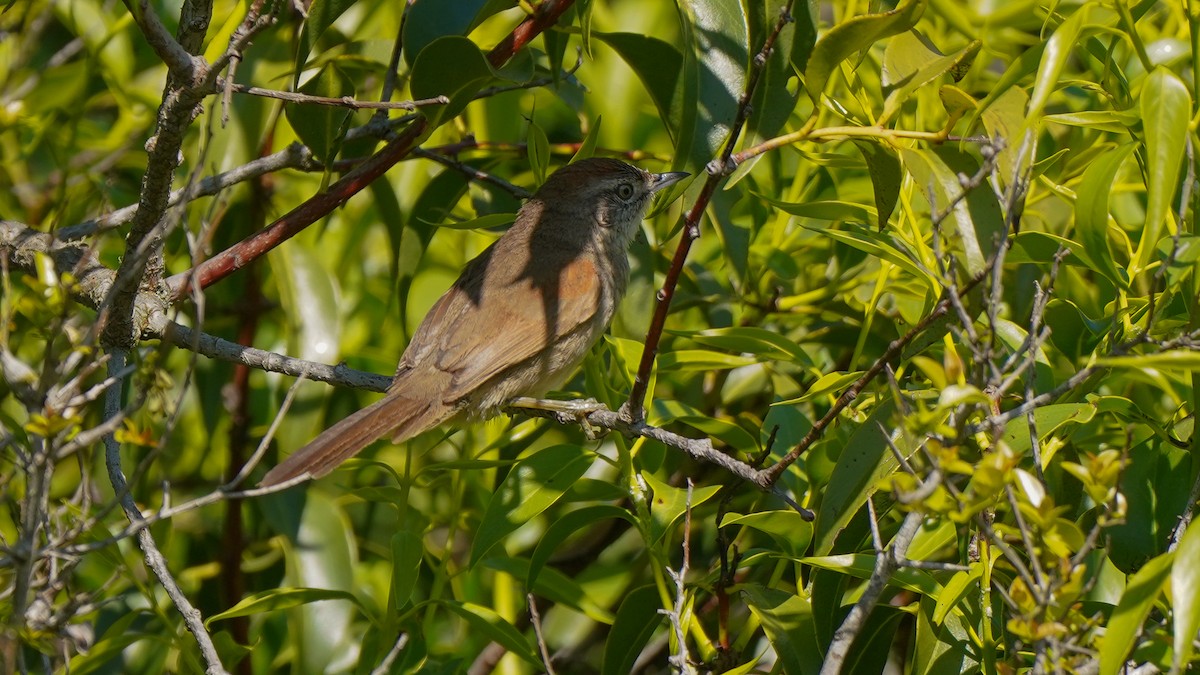 Pale-breasted Spinetail - ML382263871