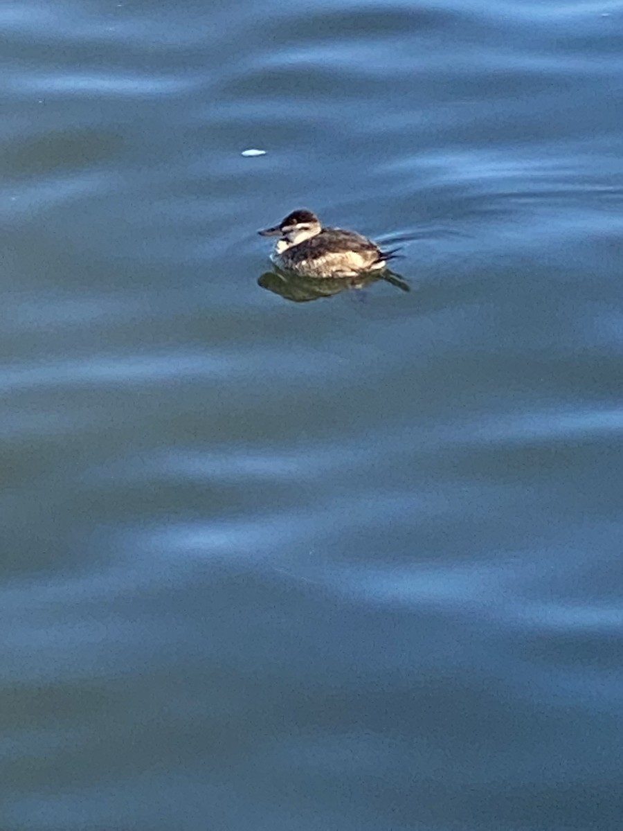 Ruddy Duck - ML382264491