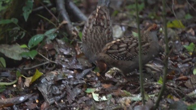 Spot-winged Wood-Quail - ML382264921