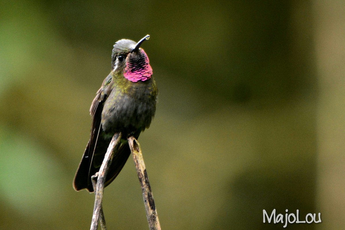 Amethyst-throated Mountain-gem - Maria Jose Lou