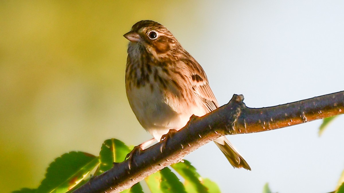 Vesper Sparrow - ML382266181