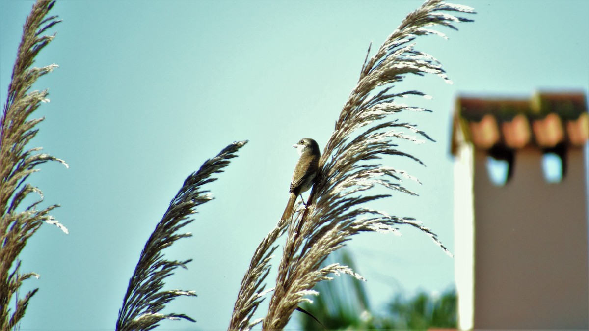 Red-backed Shrike - ML382267691