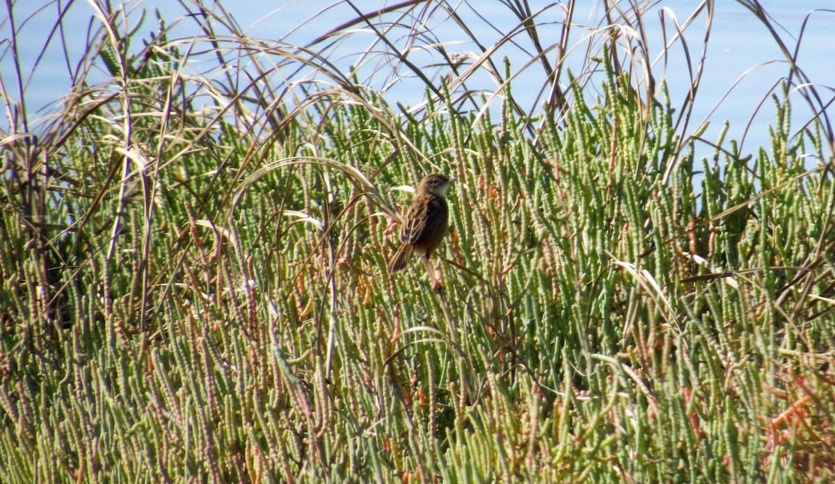 Zitting Cisticola - ML382267701