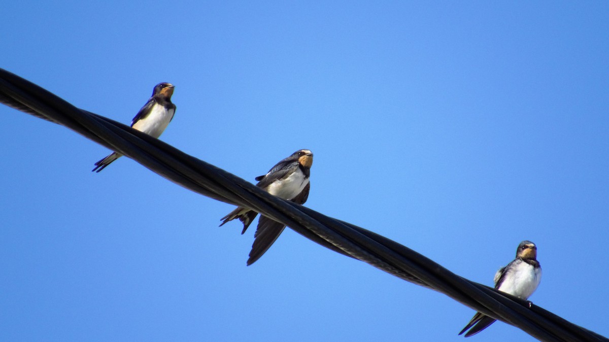 Barn Swallow - ML382267751