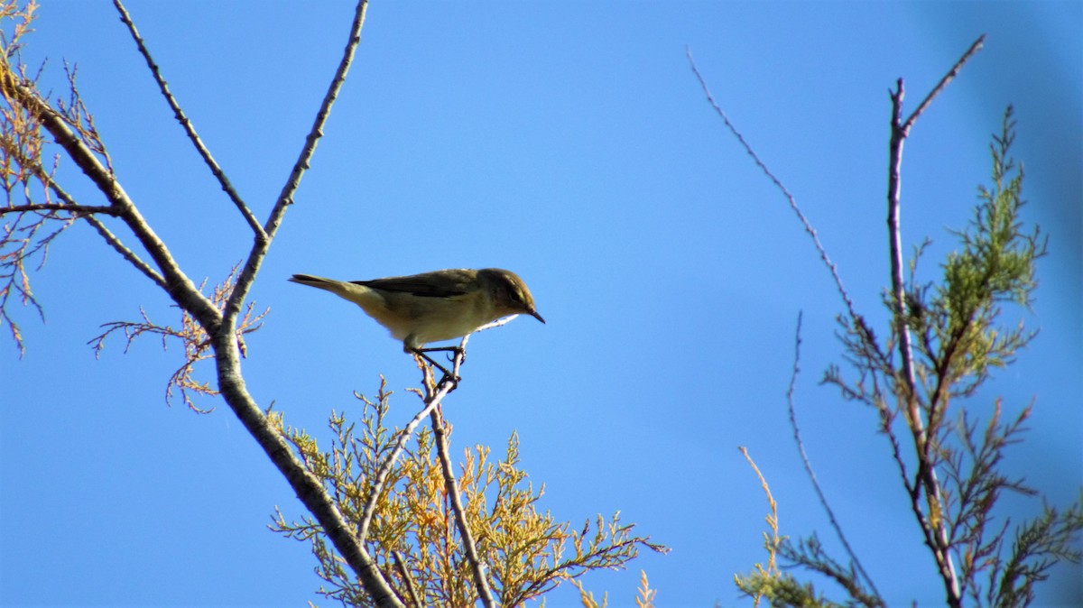 Mosquitero Común - ML382267811