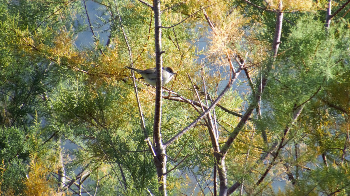 Eurasian Blackcap - ML382267951