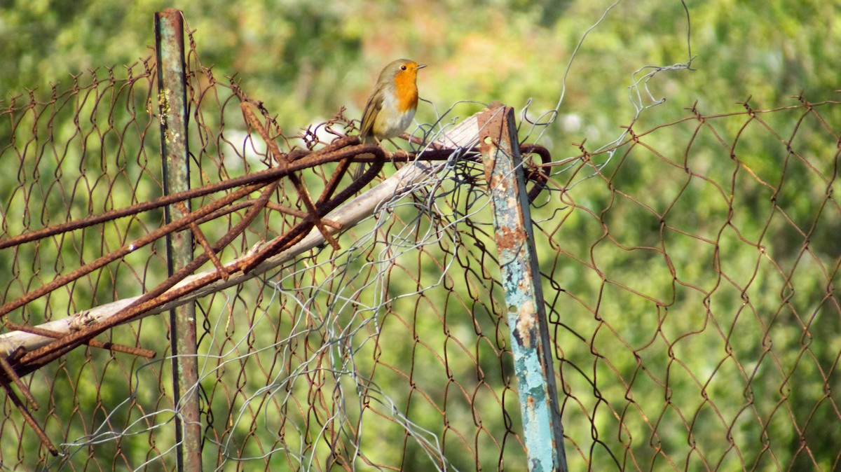 European Robin - ML382268091