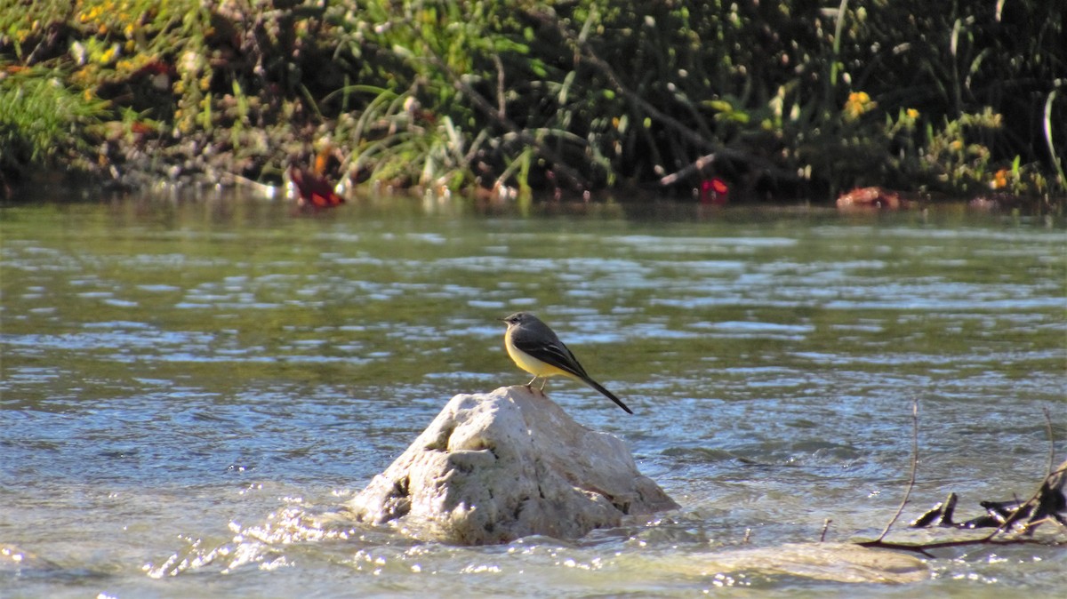 Gray Wagtail - ML382268201