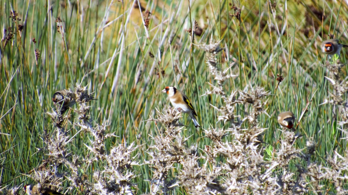Chardonneret élégant - ML382268331