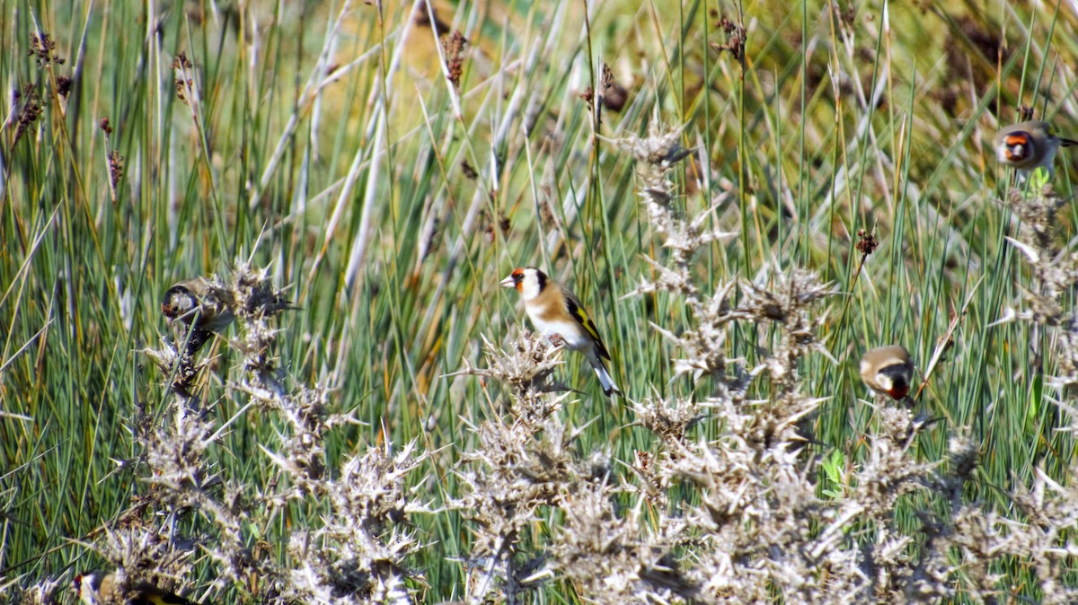 European Goldfinch - Andreas Skiljan