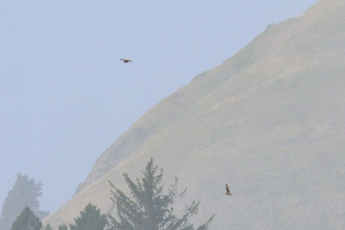 Short-eared Owl - ML382268561