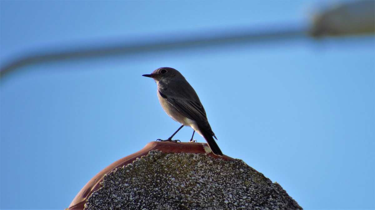 Black Redstart - Andreas Skiljan