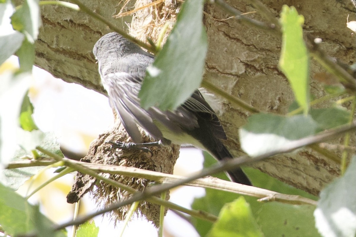 Cassin's/Plumbeous Vireo - Mike Sanders