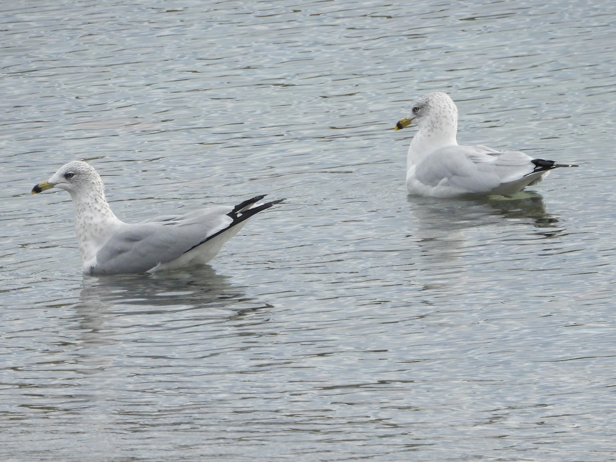 Ring-billed Gull - ML382270851