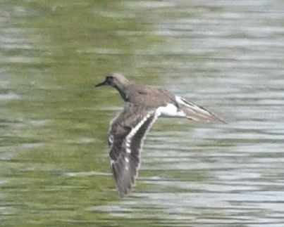 Common Sandpiper - ML382271051