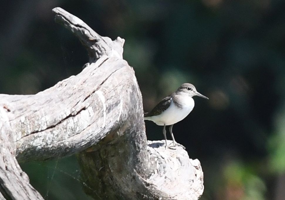 Common Sandpiper - ML382271061