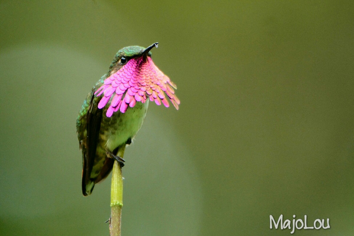 Wine-throated Hummingbird - Maria Jose Lou