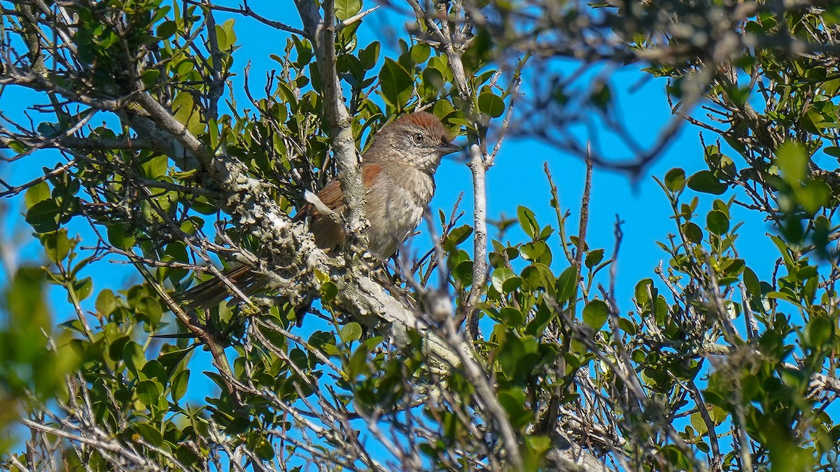 Pale-breasted Spinetail - ML382275001