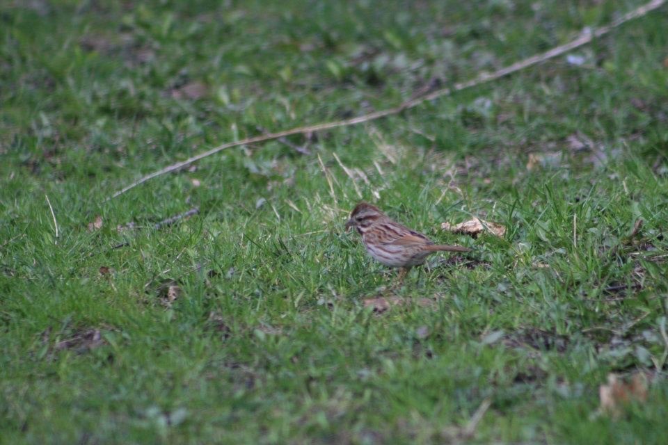 Song Sparrow - ML382276141