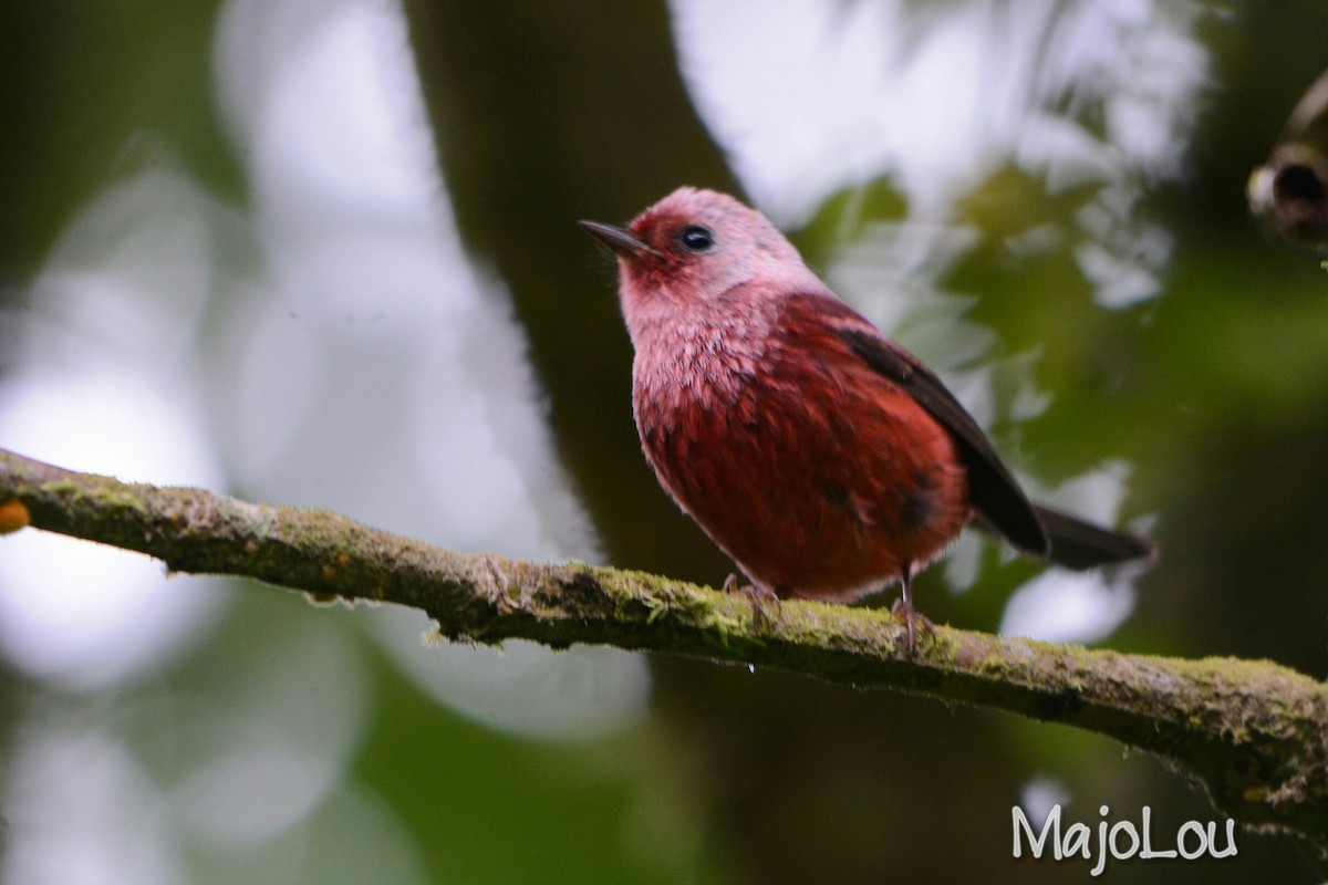 Pink-headed Warbler - Maria Jose Lou