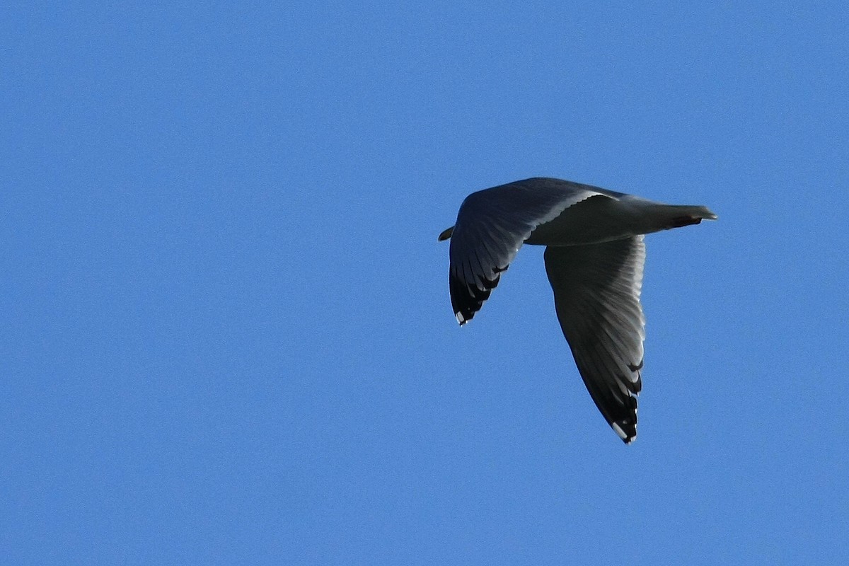 American Herring Gull - ML38227681