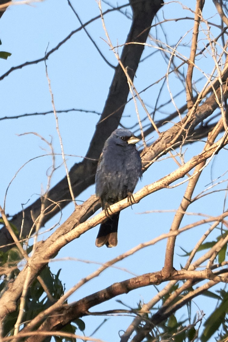 Guiraca bleu - ML38227731