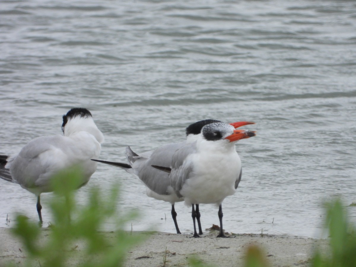 Caspian Tern - ML382277321