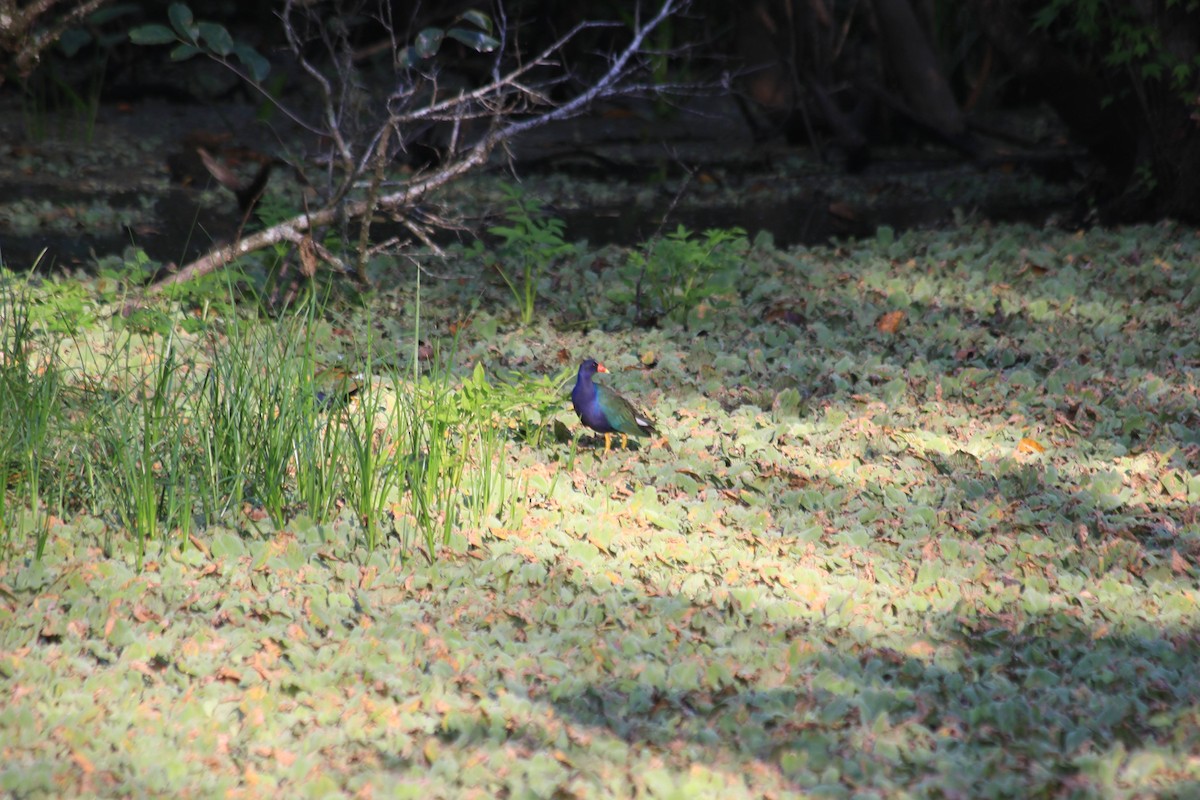 Purple Gallinule - ML382277481