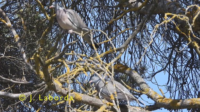 Common Wood-Pigeon - ML382277541