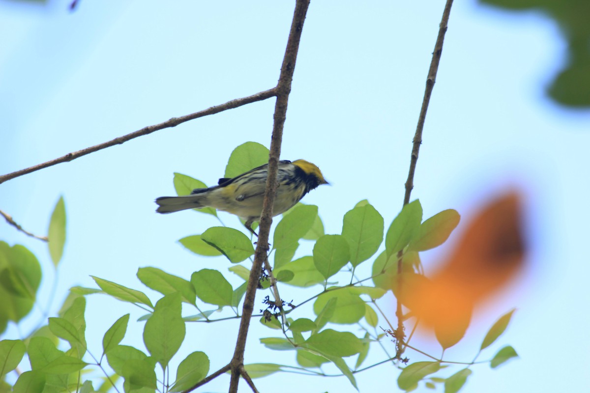 Black-throated Green Warbler - ML382277811