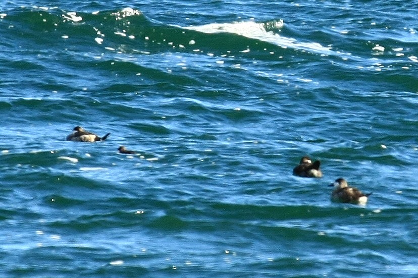 Ruddy Duck - ML38227821