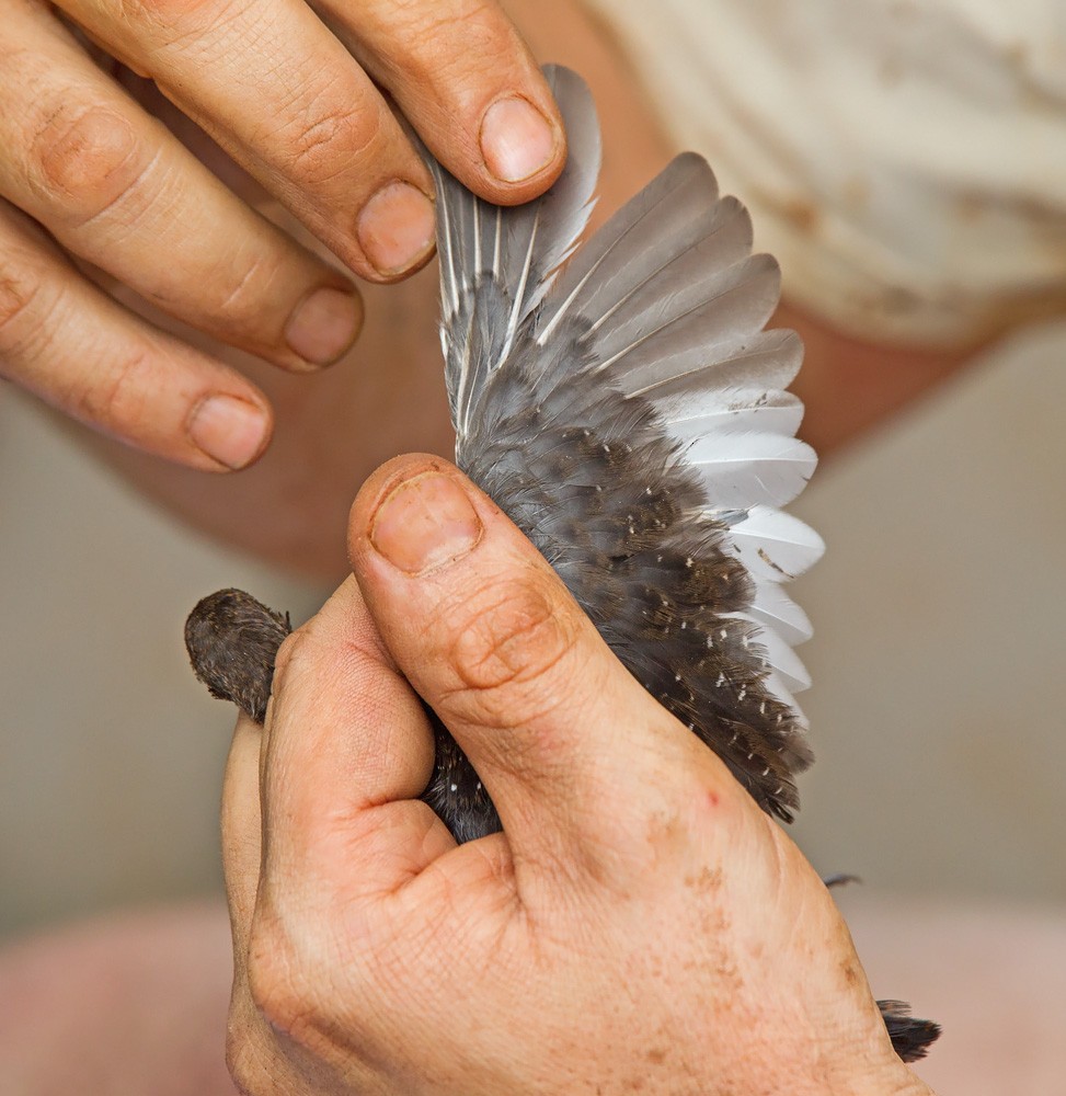 White-winged Flufftail - ML382278811